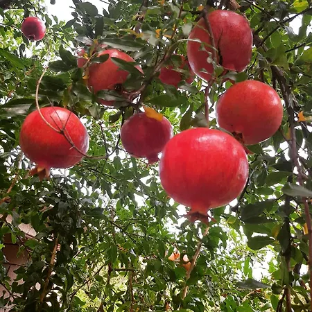 Seron Mountain House