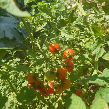 Seron Mountain House * Geyikbayiri