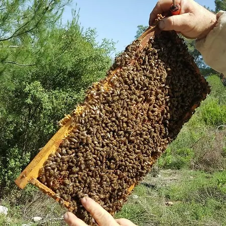 Seron Mountain House * Geyikbayiri